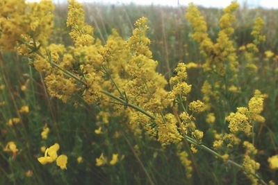 Close-up of yellow flowering plants on field