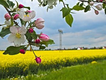 Close-up of pink flowering plants on field