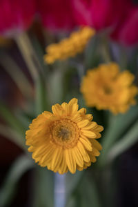 Close-up of yellow flower