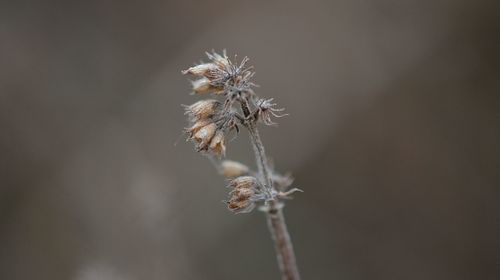 Close-up of wilted plant