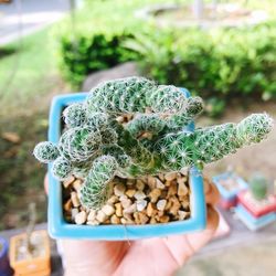 Close-up of hand holding succulent plant