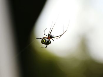 Close-up of spider on web