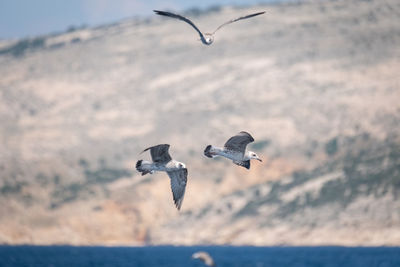 Seagulls flying in the sky