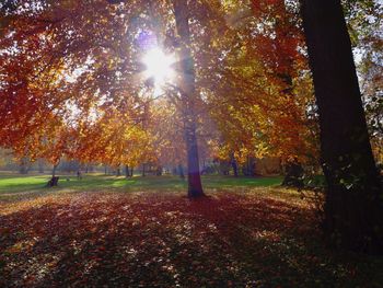 Sun shining through trees