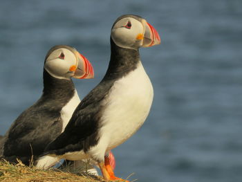 Close-up of birds perching on a sea