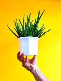 Close-up of hand holding plant against yellow background