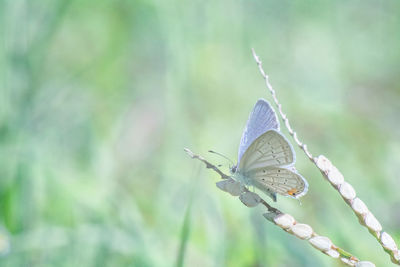 Close-up of butterfly pollinating flower