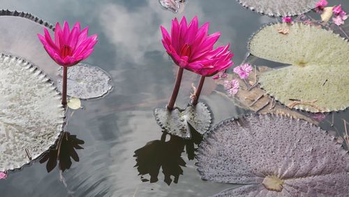 High angle view of pink lotus water lily in lake