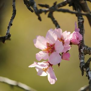 Pink flowers blooming on tree