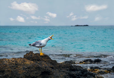 Seagull on rock at beach