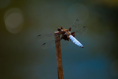 insect