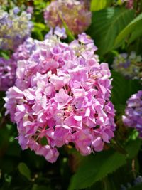 Close-up of pink flowers blooming outdoors