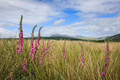 Scenic view of wheat field against sky