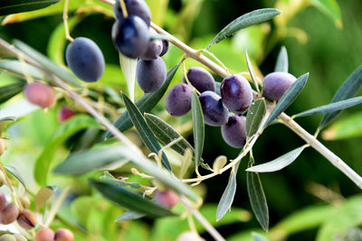 Close-up of berries growing on plant