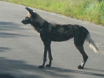 Dog on road amidst field