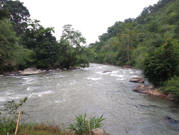 River amidst trees in forest against sky