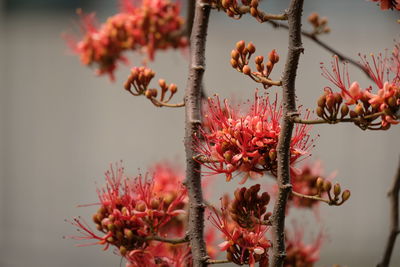 Close-up of red flowering plant