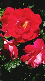 Close-up of pink roses