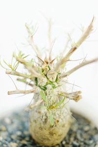 Close-up of white flowering plant