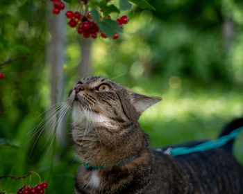 Close-up of cat looking away