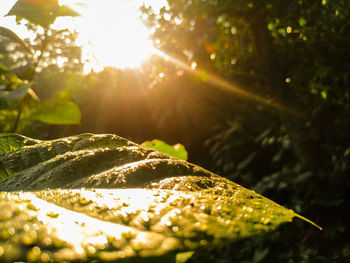 Sunlight streaming through leaves on sunny day