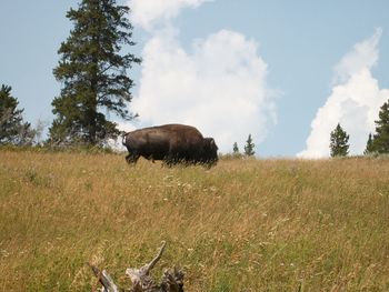 View of sheep on field against sky