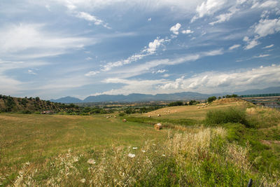 Scenic view of field against sky