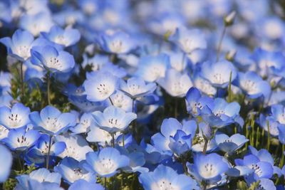 Close-up of white flowering plant in field