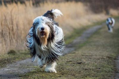 Bearded collie walking in field