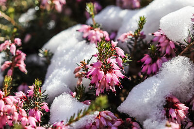 Close-up of pink flowering plant