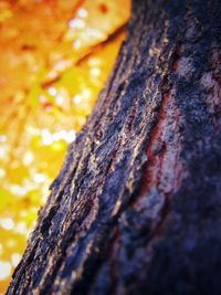 Close-up of wood on tree trunk