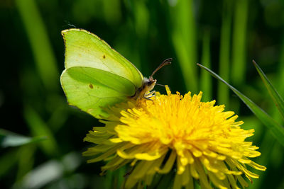 Close-up of butterfly pollinating on yellow flower