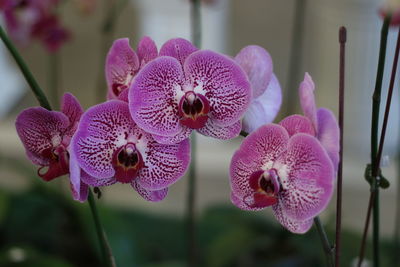 Close-up of pink orchids on plant