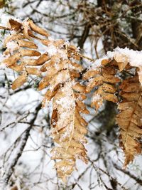 Close-up of frozen tree during winter