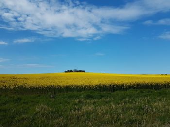 Scenic view of field against sky