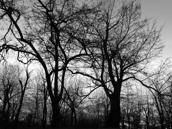 Low angle view of silhouette trees against sky