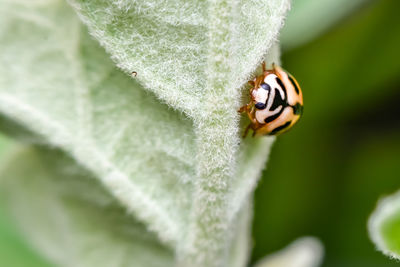 Close-up of insect on leaf