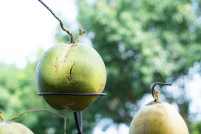 Close-up of apple