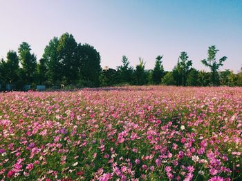 Scenic view of pink flowering trees on field against sky