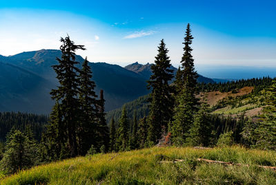 Scenic view of trees and mountains against sky