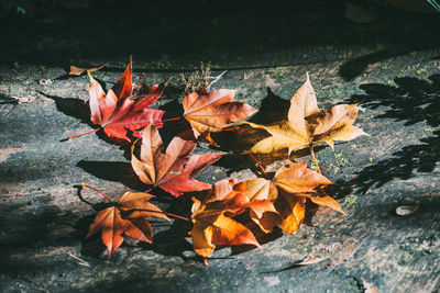 Close-up of leaves