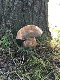 Close-up of mushrooms growing on tree trunk in forest