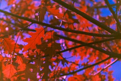Close-up of maple leaves on branch against sky