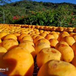 Close-up of oranges