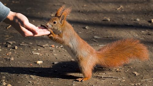 Squirrel on field