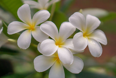 Close-up of white flowering plant in park