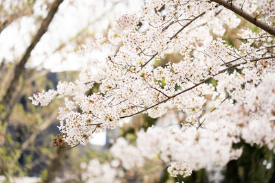 Close-up of cherry blossom