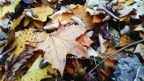 Close-up of fallen maple leaves