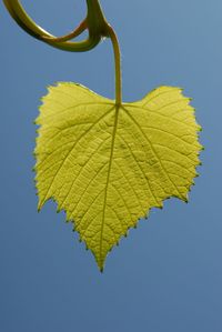 Close-up of yellow leaf against clear sky