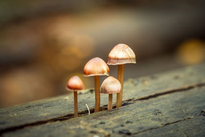 Close-up of mushrooms growing outdoors